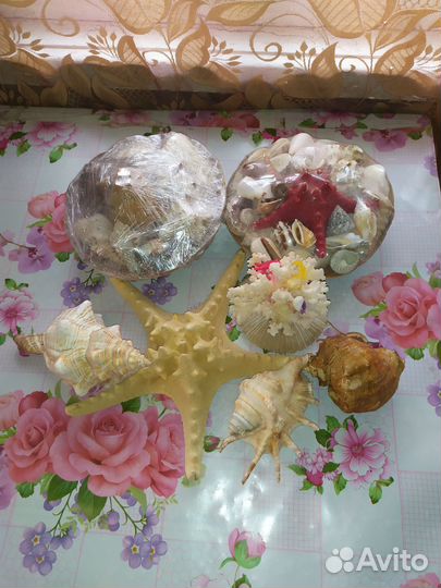 Набор морских ракушек