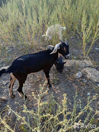 Продам стадо нубийских коз и козликов
