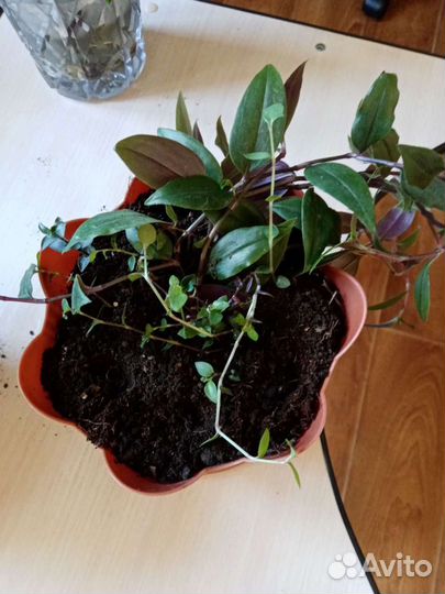 Традесканция