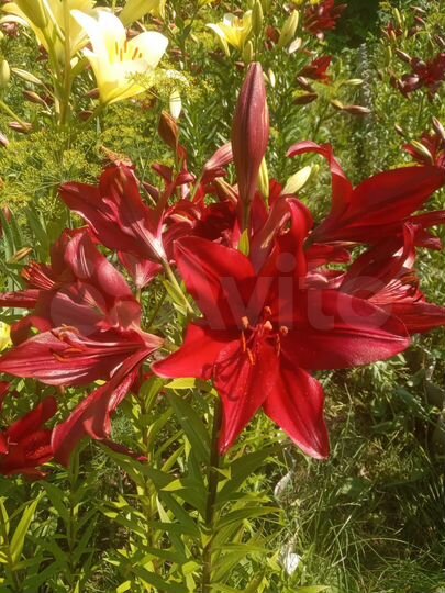 Участок 8 сот. (СНТ, ДНП)