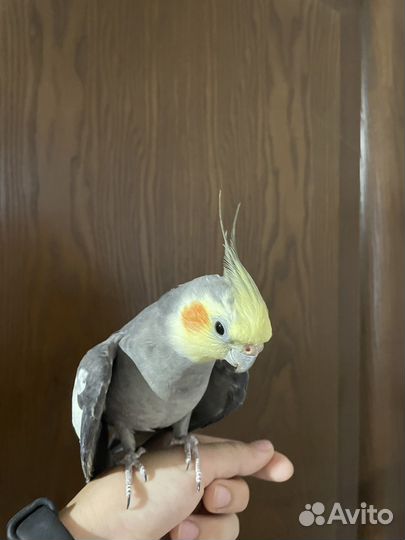 Попугай корелла