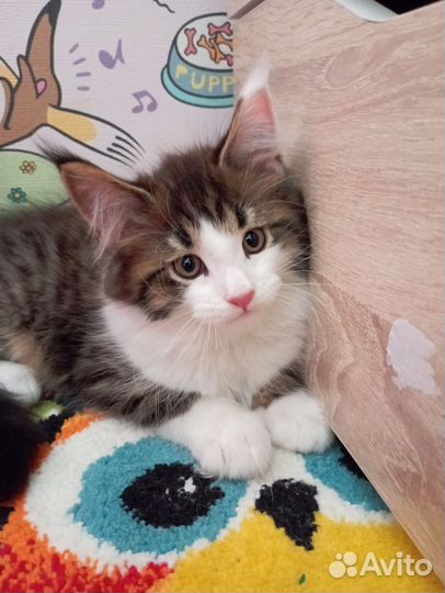 Котёнок мейн-кун