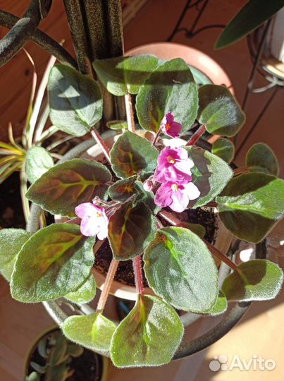 Фиалка в горшке цветущая