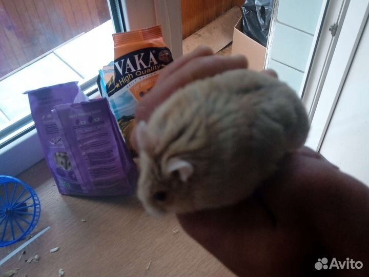 Джунгарский хомячек с клеткой