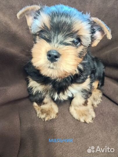 Продажа щенков