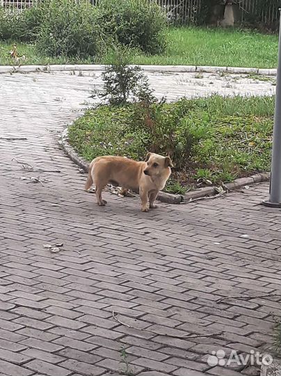 Собака кобелек кто потерял