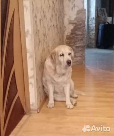 Лабрадор ретривер