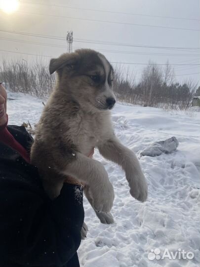 Отдам щенят в добрые руки