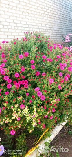 Сентябринки