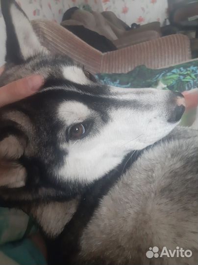 Хаски вязка