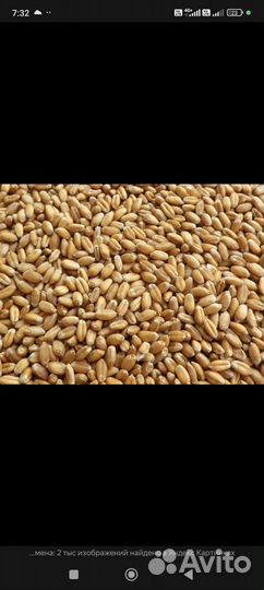 Яровая пшеница