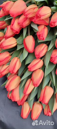 Тюльпаны к 8 марта