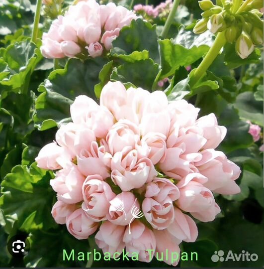 Пеларгония герань