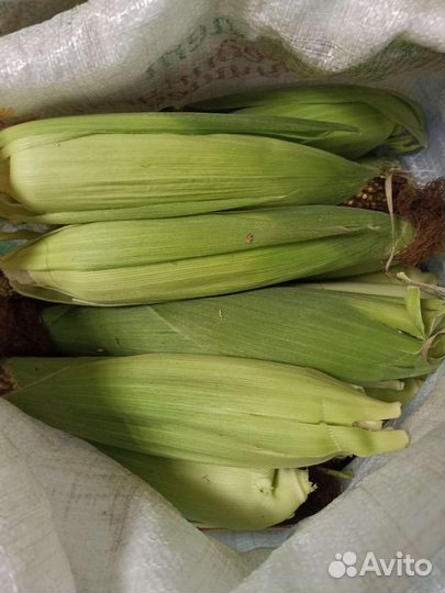 Кукуруза в початках