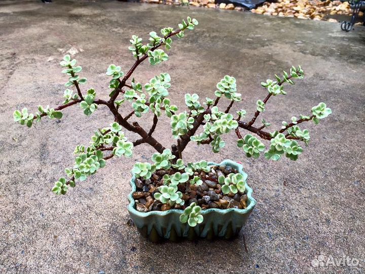 Бонсай Портулакария афра вариегата