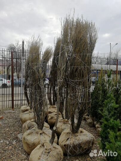 Ива шаровидная