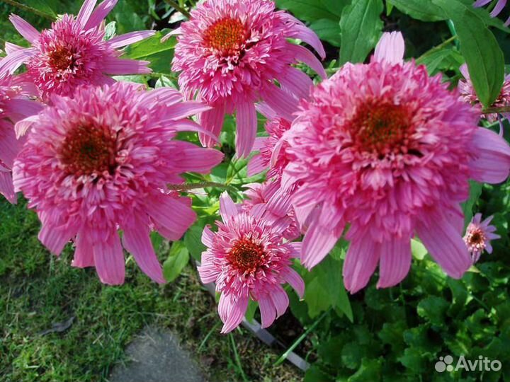 Эхиноцея пурпурная