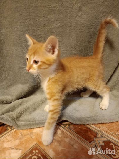 Котенок мальчик