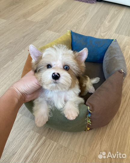 Белый йорк с голубыми глазами мальчик