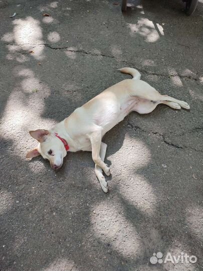 Собака ищет дом