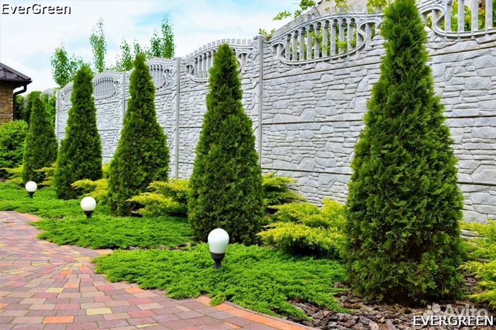 Туя брабант