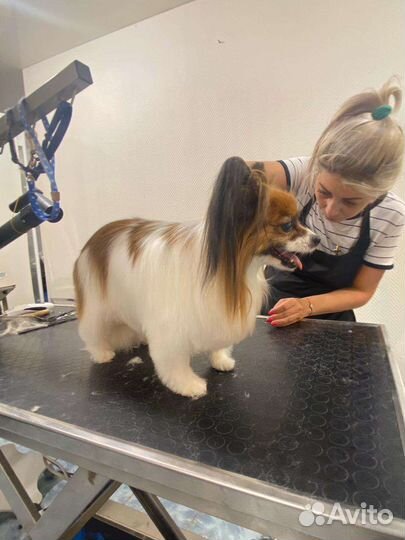 Груминг собак и кошек