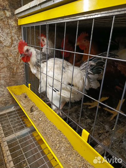 Петухи/утки/цесарки/гуси