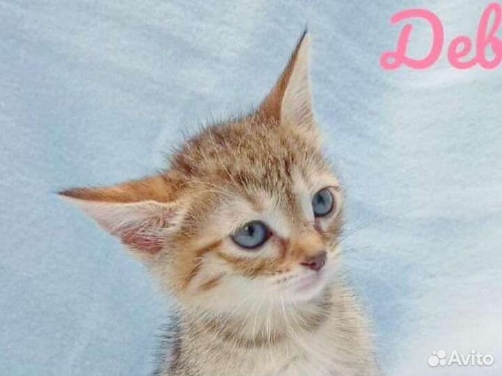 Красивая малышка ищет семью