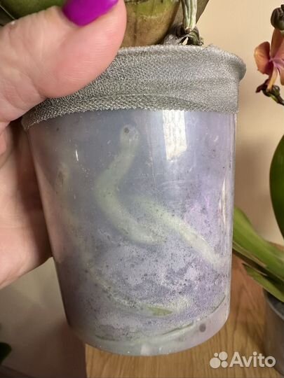 Орхидея мультифлора Триксион,h38