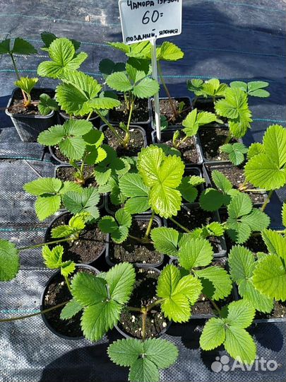 Рассада клубники