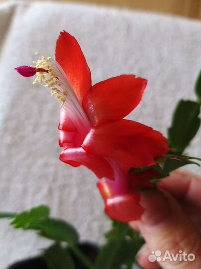 Декабрист шлюмбергера белый,красный,белый с розовы