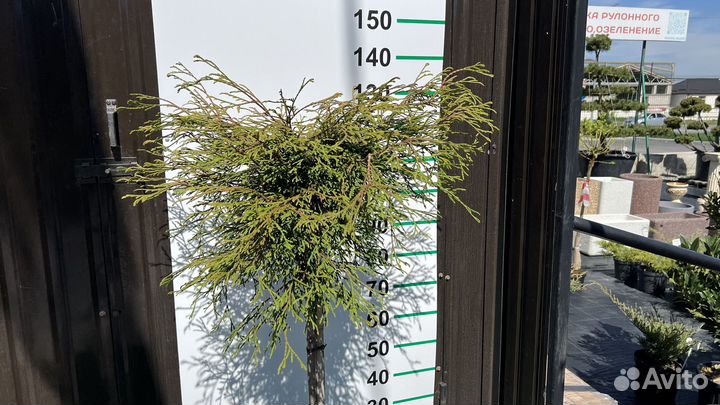 Туя на штамбе 130 см