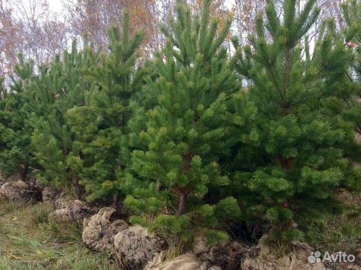 Крупномеры с посадкой под ключ