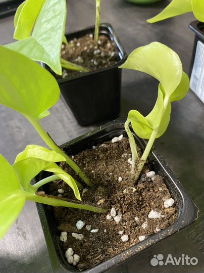 Филодендрон миканс, сциндапсус неон