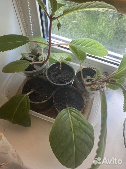 Тидея, глоксиния