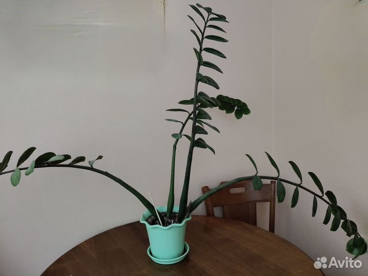 Замиокулькас