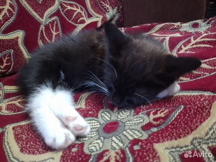 Котёнок в дар