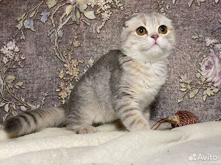 Вислоухий шиншиленок голубой на золоте