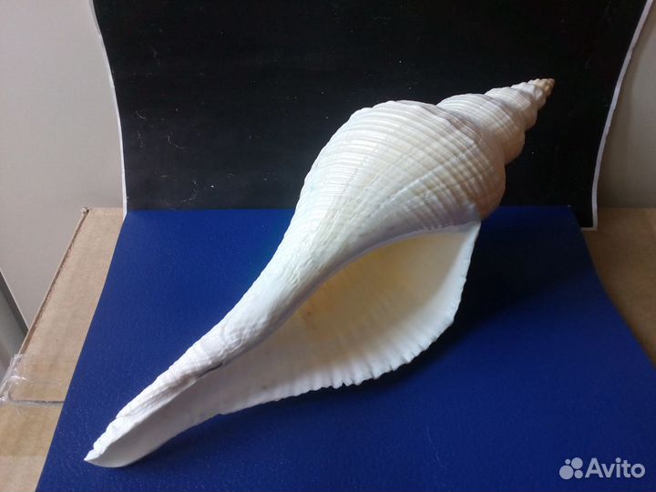 Морская ракушка Hemifusus colosseus 293,8 мм