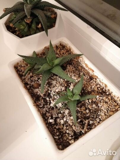 Хавортия суккулент