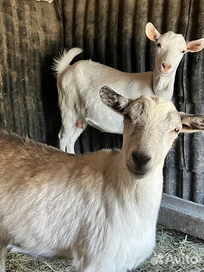 Козы дойные,козочки молодые и козел