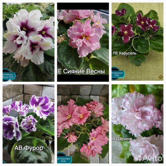 Детки сортовых фиалок