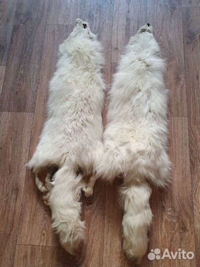 Шкура полярной лисы