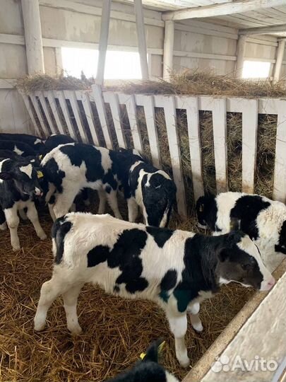 Телята, бычки и телки