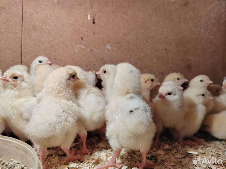 Цыплята Супер ник коралл(легорка)