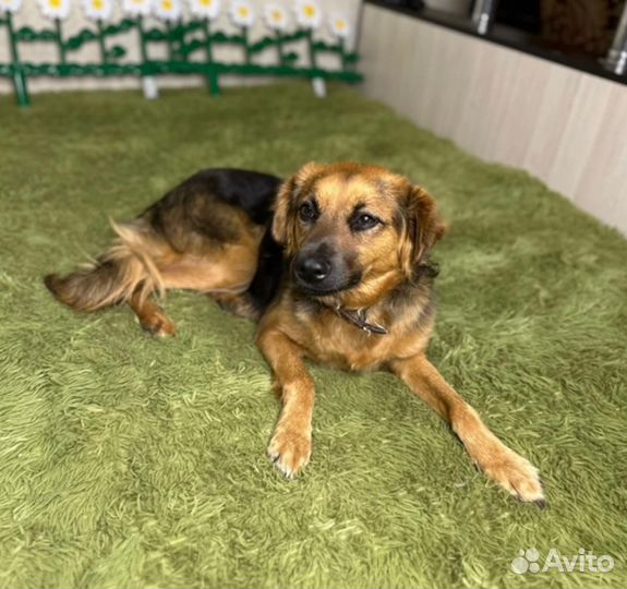 Собака в добрые руки отдам бесплатно