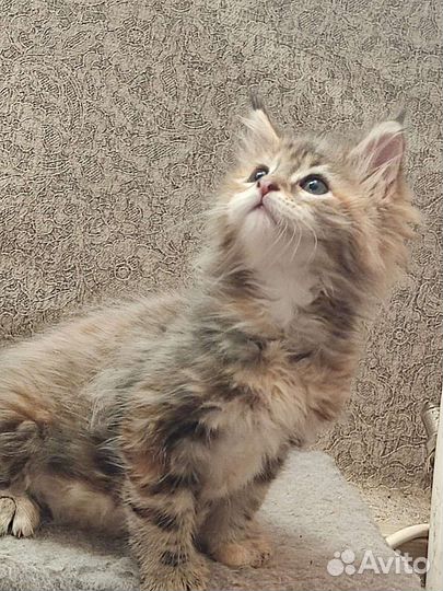 Котята мейн-кун