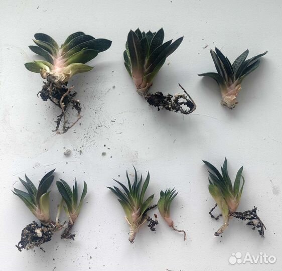 Редкие (и не очень) суккуленты - 2