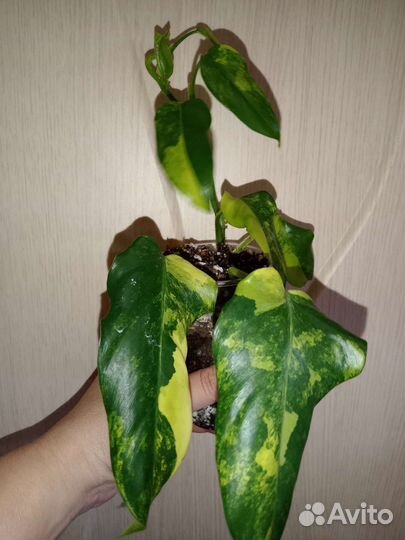 Филодендрон Доместикум