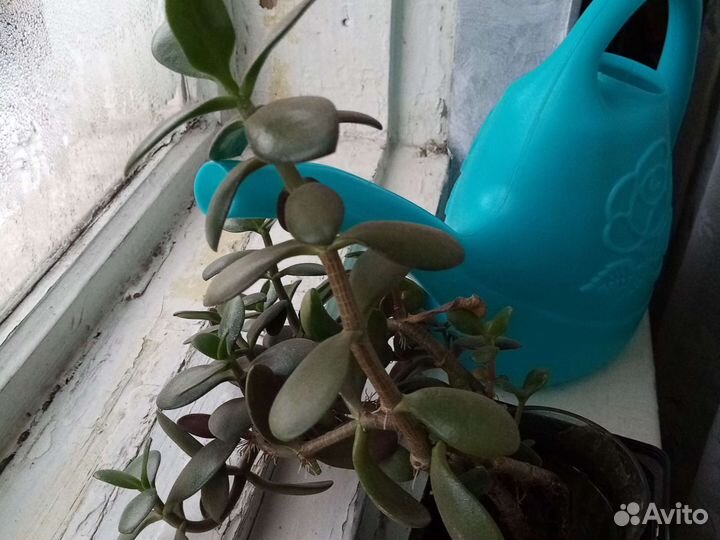 Комнатные цветы отдам